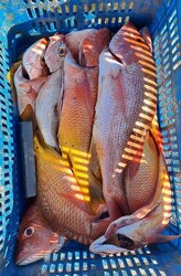 Tour de Pesca Costera Artesanal en San Juanillo